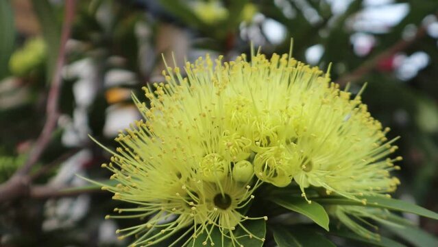 Yellow Xanthostemon.Flower | Golden Penda | Swaying in The Wind | Bokeh