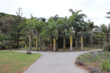 Canary palms