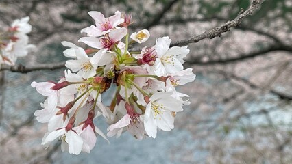 桜
