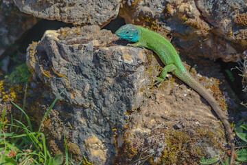 lizard on the stone