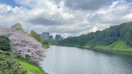桜