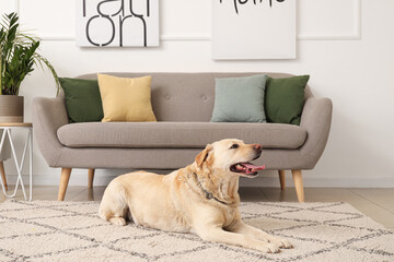 Cute Labrador dog lying on carpet at home