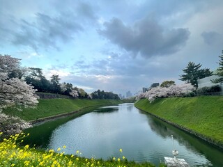 桜