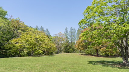 Fototapeta na wymiar 新緑が美しい春の日本の公園