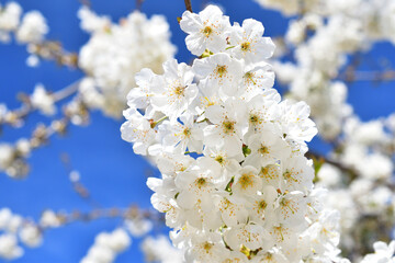 Paris, France. White cherry blossoms blooming in Monceau Park. April 9, 2023.