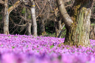 群生するカタクリの花