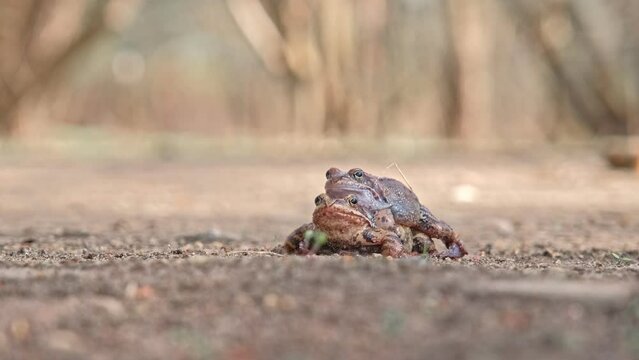 Pair of European Common Toad Frog Mating Amplexus during Breeding Season in City Park Alley