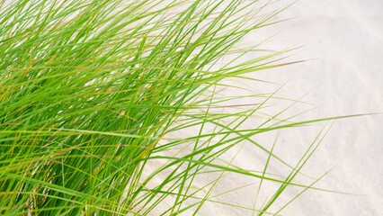 Beach grass close-up. Green grass on the sand dunes.Nature of the North Sea Germany. Fer Island. Frisian islands beach plants.Beach summer background.