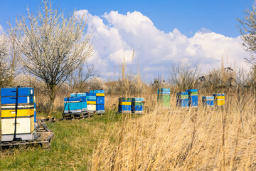 Colorful hives in the field, blooming trees, early spring daylight
