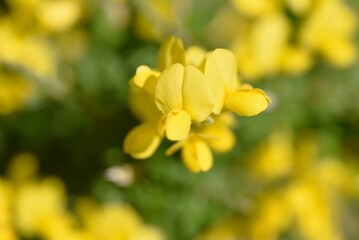 Common bloom ( Cytisus scoparius ) flowers.
Fabaceae evergreen shrub native to the Mediterranean coast. Flowering season is from April to June. poisonous plant.