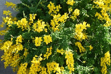 Common bloom ( Cytisus scoparius ) flowers.
Fabaceae evergreen shrub native to the Mediterranean coast. Flowering season is from April to June. poisonous plant.