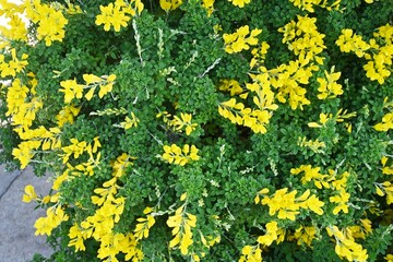 Common bloom ( Cytisus scoparius ) flowers.
Fabaceae evergreen shrub native to the Mediterranean coast. Flowering season is from April to June. poisonous plant.