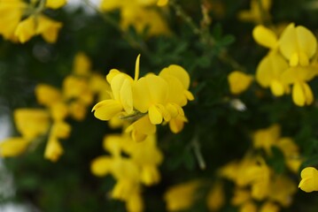 Obraz premium Common bloom ( Cytisus scoparius ) flowers. Fabaceae evergreen shrub native to the Mediterranean coast. Flowering season is from April to June. poisonous plant.