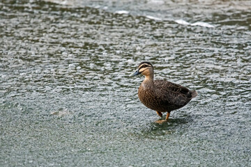 duck walking on the running water