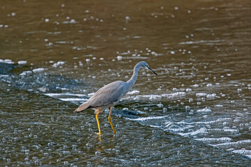 blue heron and running water
