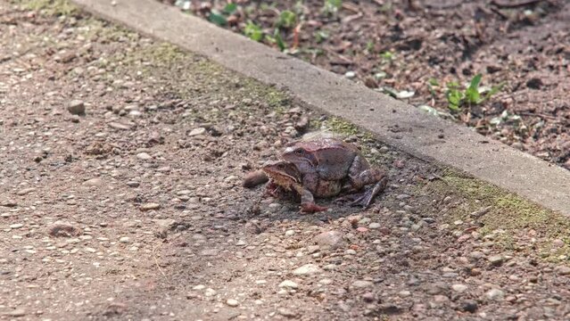 Pair of European Common Toad Frog Mating Amplexus during Breeding Season in City Park Alley