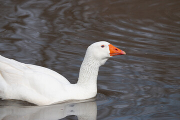 Portrait of Domestic goose, Anser cygnoides domesticus, in profile on bright green blurred background. Domesticated grey goose, greylag goose or white goose portrait.