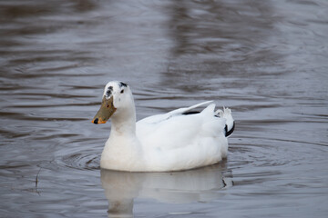 Fototapeta premium A rare Male leucistic Mallard on the shores of Lake Ontario..