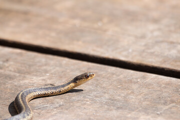 A young garter snake emerges from it's den early spring in Canada.