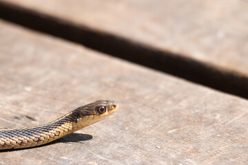 Fototapeta premium A young garter snake emerges from it's den early spring in Canada.