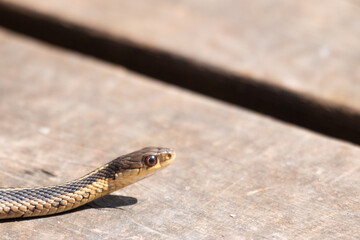 Obraz premium A young garter snake emerges from it's den early spring in Canada.