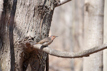 Male red-shafted northern flicker perched on tree stump.