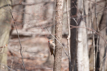 Male red-shafted northern flicker perched on tree stump.