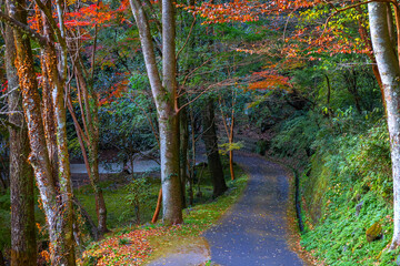 A Road Leads to Takachiho Gorge in Miyazaki, Japan in Colorful Autumn