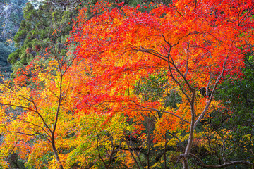 Red Maple Leaves in Autumn at Takachiho Gorge in Miyazaki, Japan