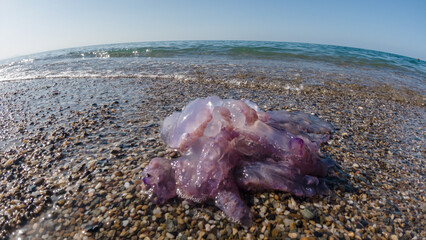 A dead jellyfish on the sandy beach with waves in the Mediterranean Sea, the danger of jellyfish stinging, the danger of swimming © boulham