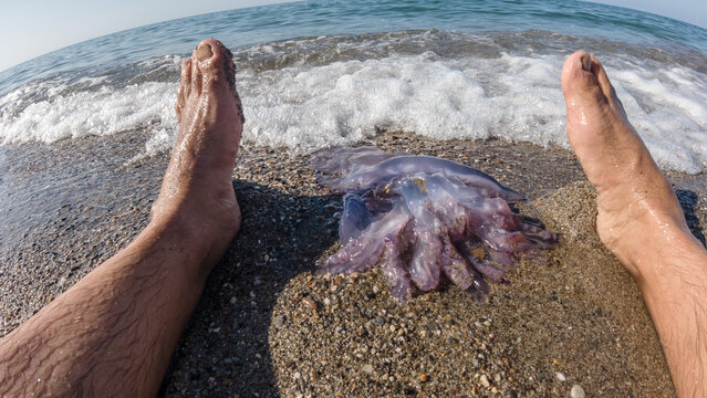 The danger of a jellyfish sting to vacationers, swimmers and divers, a dead jellyfish between the legs of a young man in the sandy beach with the waves, Mediterranean Sea