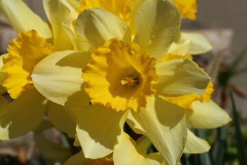 Beautiful yellow daffodils growing outdoors on spring day, closeup