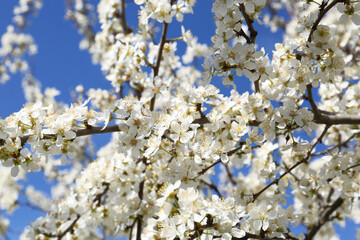Beautiful blossoming cherry tree against blue sky, closeup