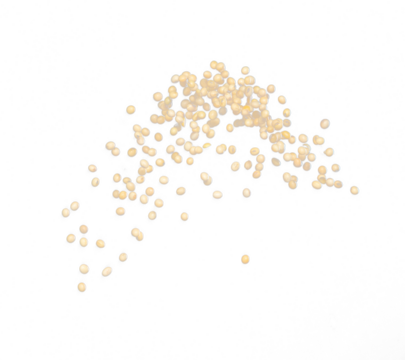 Soy Bean flying explosion, yellow grain beans explode abstract cloud fly. Beautiful complete seed pea soy bean splash in air, food object design. Selective focus freeze shot black background isolated
