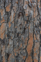 Texturas de Roma Italia