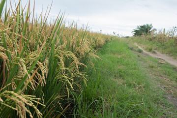 Rice fields or paddy fields in the countryside with a natural background in Indonesia.