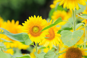 向日葵の絨毯（但東ひまわり祭り）