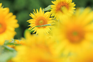 向日葵の絨毯（但東ひまわり祭り）