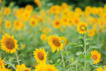 向日葵の絨毯（但東ひまわり祭り）