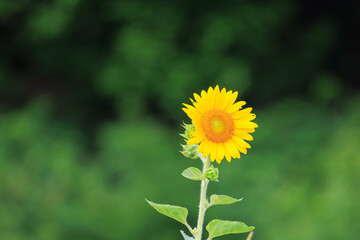 向日葵の絨毯（但東ひまわり祭り）