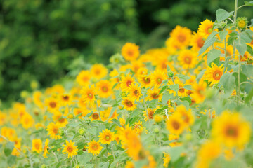 Obraz premium 向日葵の絨毯（但東ひまわり祭り）