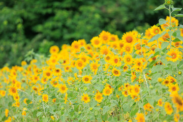 Obraz premium 向日葵の絨毯（但東ひまわり祭り）