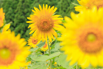 向日葵の絨毯（但東ひまわり祭り）