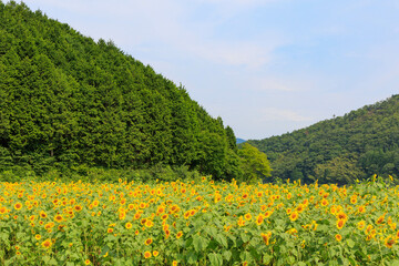 向日葵の絨毯（但東ひまわり祭り）