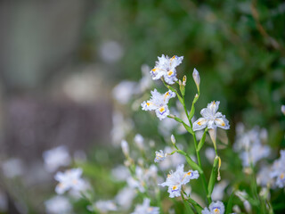 Fototapete bei efototapeten.de bestellen   