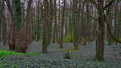 tree trunks in the park covered with ivy climbing on them and the whole ground covered with ivy - dark dark forest landscape