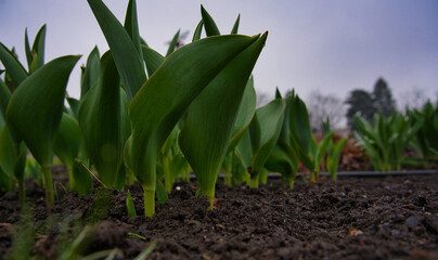tulips leaves coming out of the ground - ground level point of view