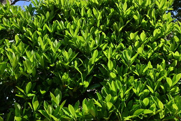 The sweet viburnum tree hedges. Viburnaceae evergreen tree.   It has the effect of preventing the spread of fire and is used for fire prevention hedges.