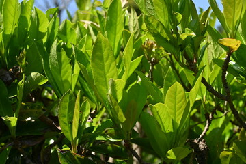 The sweet viburnum tree hedges. Viburnaceae evergreen tree.   It has the effect of preventing the spread of fire and is used for fire prevention hedges.