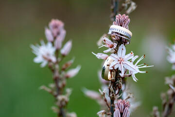 Wedding rings on a twig with pink flowers in the background.
